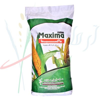 Iranian Maxima corn seed 